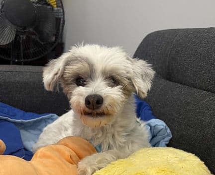 Gretchen - Westie Poo mix available for adoption