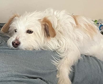 Charlie - Terrier mix available for adoption in Calgary