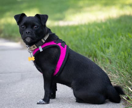 Pety - Pug mix available for adoption in Alberta