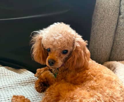 Tanya - Toy poodle mix available for adoption