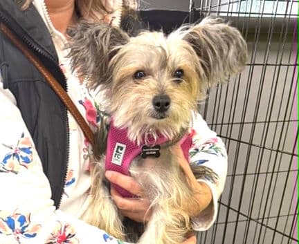 Gina - Chinese Crested mix available for adoption in Calgary