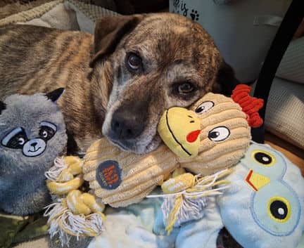 Snoopy - Boxer mix available for adoption