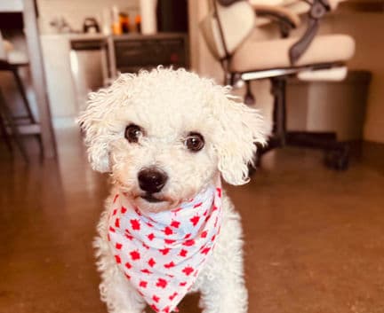 Nesta - Maltese / Yorkie mix available for adoption
