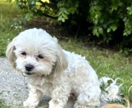 Dawn - Bichon mix available for adoption