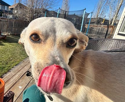 Teo - Chi mix available for adoption in Calgary