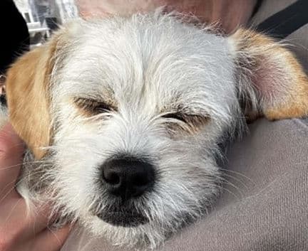 Marshmellow - Shih Tzu Mix available for adoption at Fur-Ever Homes Rescue in Calgary