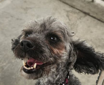 Franny - Poodle mix available for adoption in Calgary