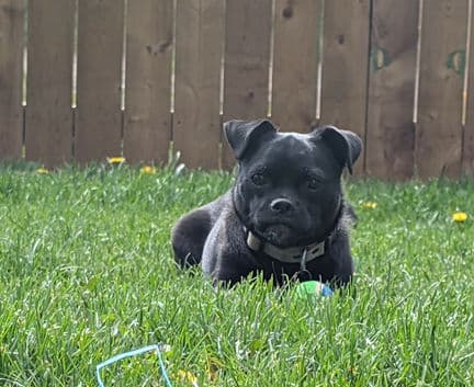 Pety - Pug mix available for adoption