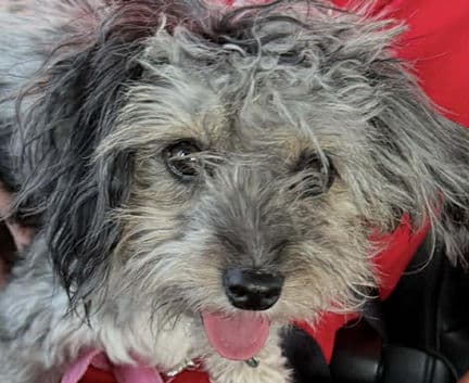 Suzy - Chinese Crested mix available for adoption at Fur-Ever Homes Rescue in Calgary