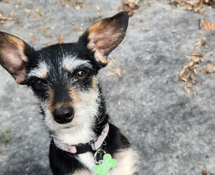 Tiara - Terrier mix available for adoption