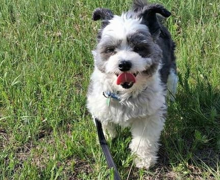 Edith - Chinese Crested - Powder puff available for adoption in Calgary