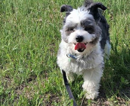 Edith - Chinese Crested - Powder puff available for adoption in Alberta