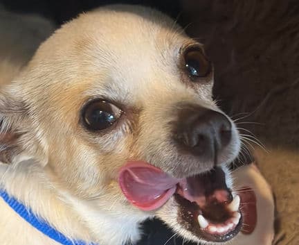Vera - Chi mix available for adoption at Fur-Ever Homes Rescue in Calgary