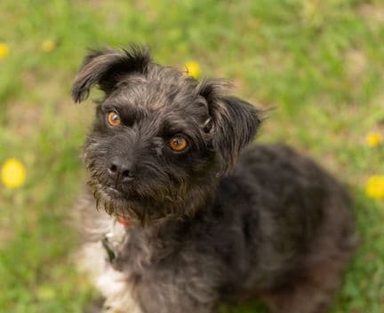 Berlin - Terrier mix available for adoption in Alberta
