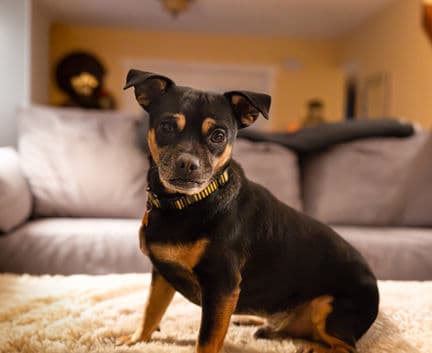 Rocky - Pug chi mix available for adoption in Calgary