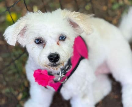 Atina - Maltese/poodle mix available for adoption in Alberta