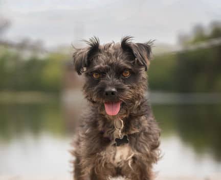 Berlin - Terrier mix available for adoption