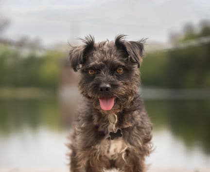 Berlin - Terrier mix available for adoption