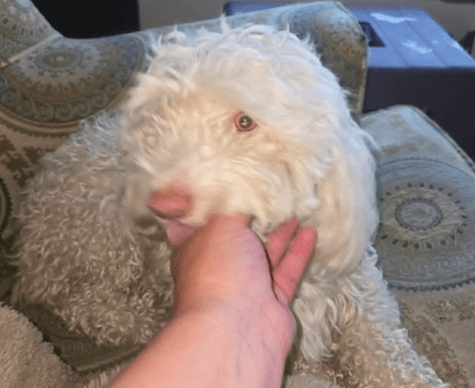 Hooper - Maltese mix available for adoption at Fur-Ever Homes Rescue in Calgary