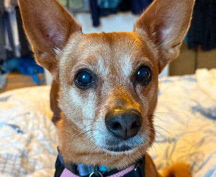 Canela - Chihuahua mix available for adoption at Fur-Ever Homes Rescue in Calgary