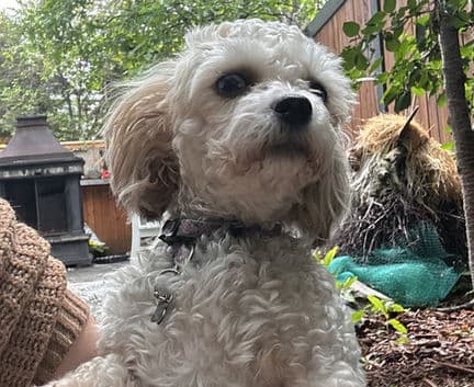 Skye - Bichon Poodle mix available for adoption