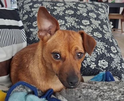 Barney - Chihuahua mix available for adoption