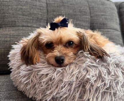 Clementine - Maltese / Shih Tzu mix available for adoption