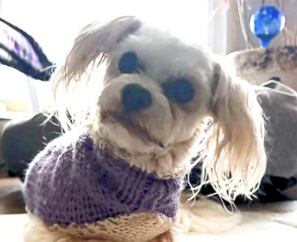 Herman - Maltese mix available for adoption at Fur-Ever Homes Rescue in Calgary