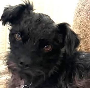 Berlin - Terrier mix available for adoption at Fur-Ever Homes Rescue in Calgary