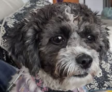 Hanzel - Poodle mix available for adoption in Alberta