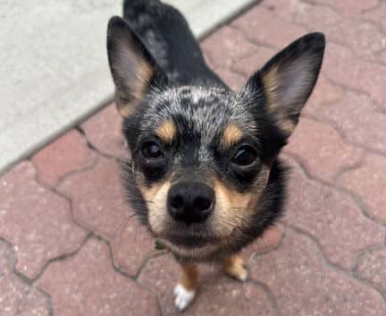 Mickey - Chihuahua mix available for adoption