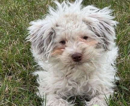 Astella - Maltese/poodle mix available for adoption at Fur-Ever Homes Rescue in Calgary