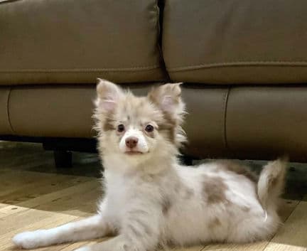 Caramel - Pomeranian / Chihuahua mix available for adoption in Calgary
