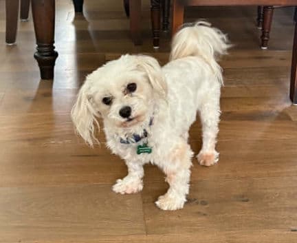 Herman - Maltese mix available for adoption in Alberta