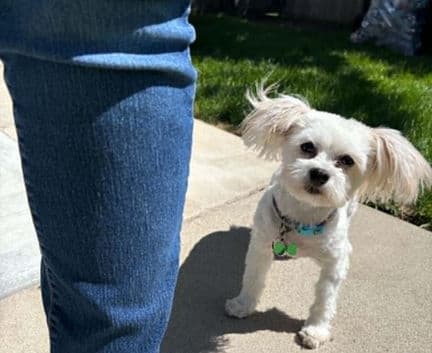 Snowy - Maltese mix available for adoption