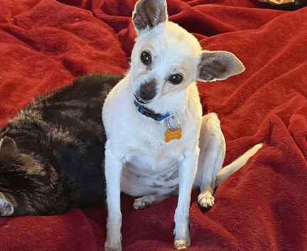 Vera - Chi mix available for adoption in Calgary