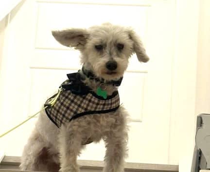 Monty - Westipoo mix available for adoption