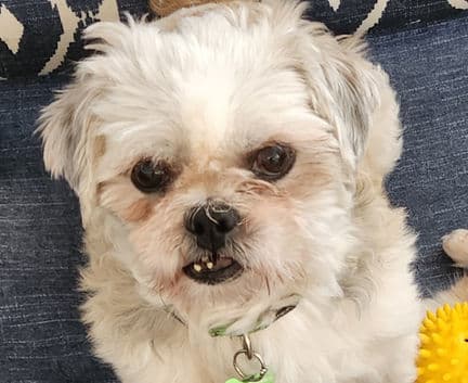 Weezy - Shih Tzu mix available for adoption in Calgary