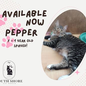 Pepper - Domestic Shorthair available for adoption
