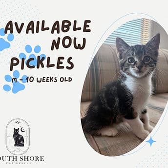 Pickles - Domestic Shorthair available for adoption