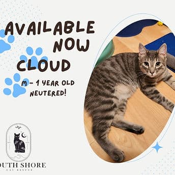 Cloud - Domestic Shorthair available for adoption