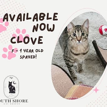 Clove - Domestic Shorthair available for adoption