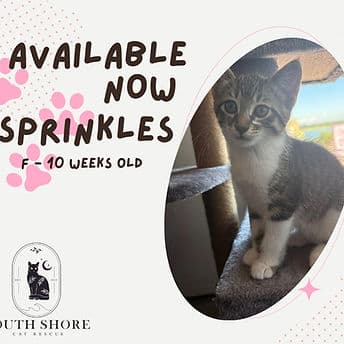 Sprinkles - Domestic Shorthair cat available for adoption at South Shore Cat Rescue in Regina Beach