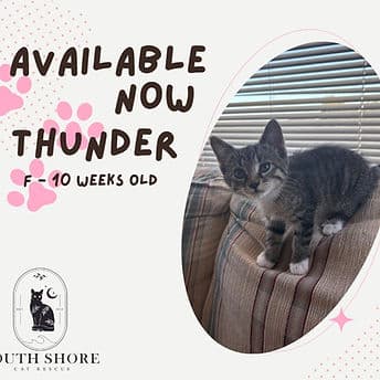 Thunder - Domestic Shorthair cat available for adoption at South Shore Cat Rescue in Regina Beach