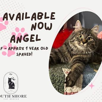Angel - Domestic Shorthair available for adoption