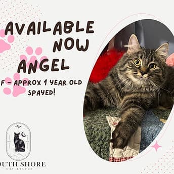 Angel - Domestic Shorthair available for adoption