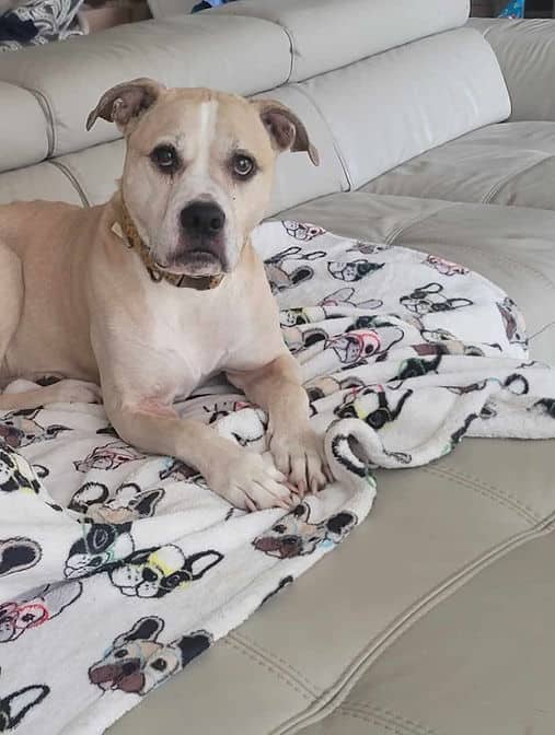 D'arce - Mixed Breed available for adoption in British Columbia