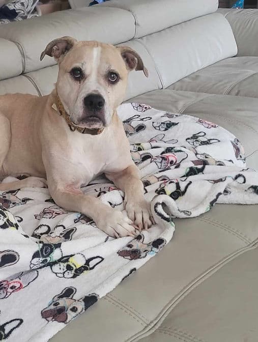 D'arce - Mixed Breed available for adoption