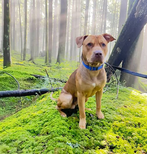 Ryder - Mixed Breed available for adoption