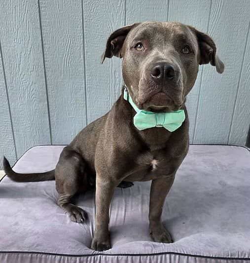Posie - Bully Breed Mix available for adoption in British Columbia